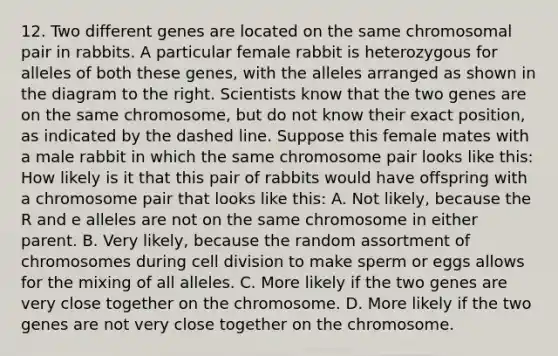 12. Two different genes are located on the same chromosomal pair in rabbits. A particular female rabbit is heterozygous for alleles of both these genes, with the alleles arranged as shown in the diagram to the right. Scientists know that the two genes are on the same chromosome, but do not know their exact position, as indicated by the dashed line. Suppose this female mates with a male rabbit in which the same chromosome pair looks like this: How likely is it that this pair of rabbits would have offspring with a chromosome pair that looks like this: A. Not likely, because the R and e alleles are not on the same chromosome in either parent. B. Very likely, because the random assortment of chromosomes during <a href='https://www.questionai.com/knowledge/kjHVAH8Me4-cell-division' class='anchor-knowledge'>cell division</a> to make sperm or eggs allows for the mixing of all alleles. C. More likely if the two genes are very close together on the chromosome. D. More likely if the two genes are not very close together on the chromosome.