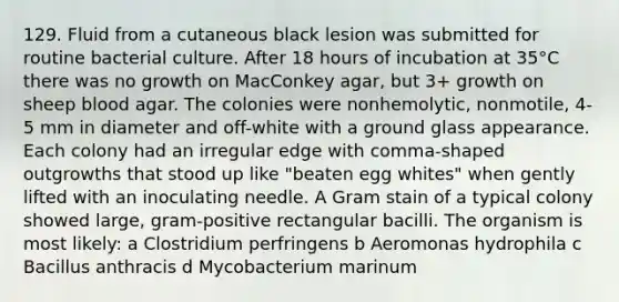 129. Fluid from a cutaneous black lesion was submitted for routine bacterial culture. After 18 hours of incubation at 35°C there was no growth on MacConkey agar, but 3+ growth on sheep blood agar. The colonies were nonhemolytic, nonmotile, 4-5 mm in diameter and off-white with a ground glass appearance. Each colony had an irregular edge with comma-shaped outgrowths that stood up like "beaten egg whites" when gently lifted with an inoculating needle. A Gram stain of a typical colony showed large, gram-positive rectangular bacilli. The organism is most likely: a Clostridium perfringens b Aeromonas hydrophila c Bacillus anthracis d Mycobacterium marinum