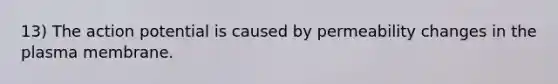 13) The action potential is caused by permeability changes in the plasma membrane.