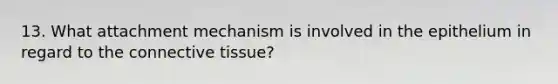 13. What attachment mechanism is involved in the epithelium in regard to the connective tissue?