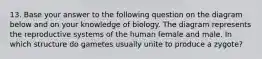 13. Base your answer to the following question on the diagram below and on your knowledge of biology. The diagram represents the reproductive systems of the human female and male. In which structure do gametes usually unite to produce a zygote?