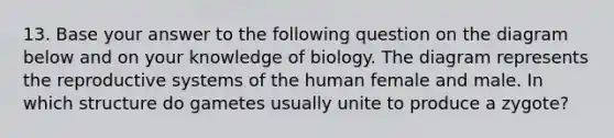 13. Base your answer to the following question on the diagram below and on your knowledge of biology. The diagram represents the reproductive systems of the human female and male. In which structure do gametes usually unite to produce a zygote?