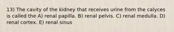 13) The cavity of the kidney that receives urine from the calyces is called the A) renal papilla. B) renal pelvis. C) renal medulla. D) renal cortex. E) renal sinus