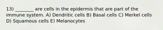 13) ________ are cells in the epidermis that are part of the immune system. A) Dendritic cells B) Basal cells C) Merkel cells D) Squamous cells E) Melanocytes