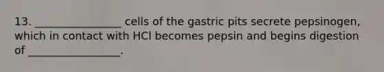 13. ________________ cells of the gastric pits secrete pepsinogen, which in contact with HCl becomes pepsin and begins digestion of _________________.