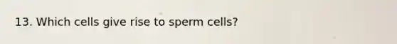 13. Which cells give rise to sperm cells?