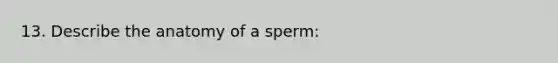 13. Describe the anatomy of a sperm: