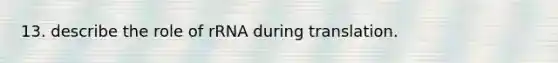 13. describe the role of rRNA during translation.