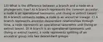 13) What is the difference between a branch and a node on a phylogenetic tree? A) A branch represents the common ancestor, a node is an operational taxonomic unit (living or extinct taxon). B) A branch connects nodes, a node is an ancestral lineage. C) A branch represents ancestor-descendant relationships through time, a node represents an operational taxonomic unit (living or extinct taxon). D) A branch is an operational taxonomic unit (living or extinct taxon), a node represents splitting of an ancestral group into two descendant groups.