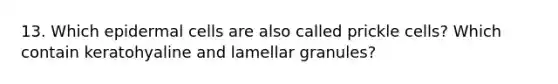 13. Which epidermal cells are also called prickle cells? Which contain keratohyaline and lamellar granules?