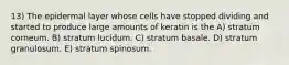 13) The epidermal layer whose cells have stopped dividing and started to produce large amounts of keratin is the A) stratum corneum. B) stratum lucidum. C) stratum basale. D) stratum granulosum. E) stratum spinosum.