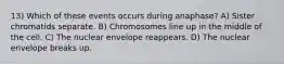 13) Which of these events occurs during anaphase? A) Sister chromatids separate. B) Chromosomes line up in the middle of the cell. C) The nuclear envelope reappears. D) The nuclear envelope breaks up.