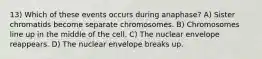 13) Which of these events occurs during anaphase? A) Sister chromatids become separate chromosomes. B) Chromosomes line up in the middle of the cell. C) The nuclear envelope reappears. D) The nuclear envelope breaks up.