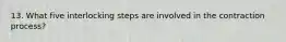 13. What five interlocking steps are involved in the contraction process?