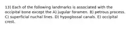 13) Each of the following landmarks is associated with the occipital bone except the A) jugular foramen. B) petrous process. C) superficial nuchal lines. D) hypoglossal canals. E) occipital crest.