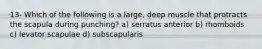 13- Which of the following is a large, deep muscle that protracts the scapula during punching? a) serratus anterior b) rhomboids c) levator scapulae d) subscapularis