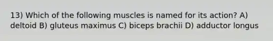 13) Which of the following muscles is named for its action? A) deltoid B) gluteus maximus C) biceps brachii D) adductor longus