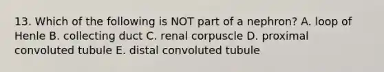 13. Which of the following is NOT part of a nephron? A. loop of Henle B. collecting duct C. renal corpuscle D. proximal convoluted tubule E. distal convoluted tubule