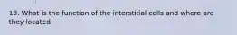 13. What is the function of the interstitial cells and where are they located