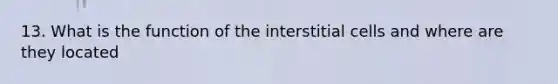 13. What is the function of the interstitial cells and where are they located