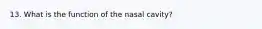 13. What is the function of the nasal cavity?