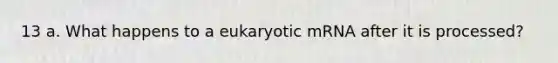 13 a. What happens to a eukaryotic mRNA after it is processed?