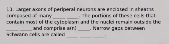 13. Larger axons of periperal neurons are enclosed in sheaths composed of many _____ _____. The portions of these cells that contain most of the cytoplasm and the nuclei remain outside the _____ _____ and comprise a(n) _____. Narrow gaps between Schwann cells are called _____ _____ _____.