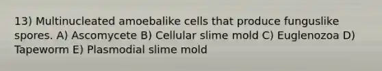 13) Multinucleated amoebalike cells that produce funguslike spores. A) Ascomycete B) Cellular slime mold C) Euglenozoa D) Tapeworm E) Plasmodial slime mold