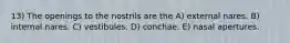 13) The openings to the nostrils are the A) external nares. B) internal nares. C) vestibules. D) conchae. E) nasal apertures.