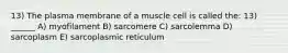 13) The plasma membrane of a muscle cell is called the: 13) ______ A) myofilament B) sarcomere C) sarcolemma D) sarcoplasm E) sarcoplasmic reticulum