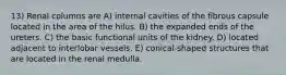 13) Renal columns are A) internal cavities of the fibrous capsule located in the area of the hilus. B) the expanded ends of the ureters. C) the basic functional units of the kidney. D) located adjacent to interlobar vessels. E) conical-shaped structures that are located in the renal medulla.