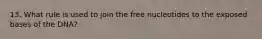 13. What rule is used to join the free nucleotides to the exposed bases of the DNA?