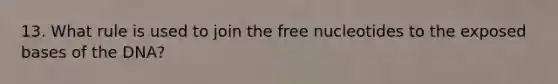 13. What rule is used to join the free nucleotides to the exposed bases of the DNA?