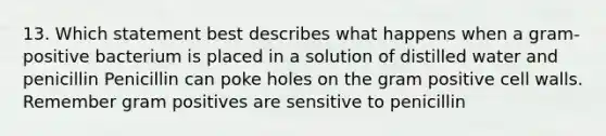 13. Which statement best describes what happens when a gram-positive bacterium is placed in a solution of distilled water and penicillin Penicillin can poke holes on the gram positive cell walls. Remember gram positives are sensitive to penicillin