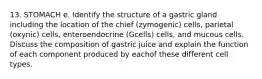 13. STOMACH e. Identify the structure of a gastric gland including the location of the chief (zymogenic) cells, parietal (oxynic) cells, enteroendocrine (Gcells) cells, and mucous cells. Discuss the composition of gastric juice and explain the function of each component produced by eachof these different cell types.