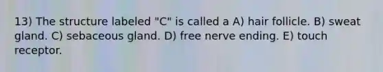 13) The structure labeled "C" is called a A) hair follicle. B) sweat gland. C) sebaceous gland. D) free nerve ending. E) touch receptor.