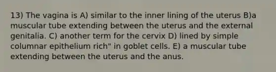 13) The vagina is A) similar to the inner lining of the uterus B)a muscular tube extending between the uterus and the external genitalia. C) another term for the cervix D) lined by simple columnar epithelium rich" in goblet cells. E) a muscular tube extending between the uterus and the anus.