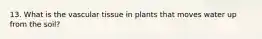 13. What is the vascular tissue in plants that moves water up from the soil?