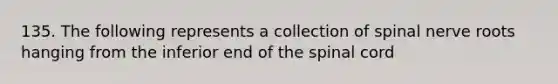 135. The following represents a collection of spinal nerve roots hanging from the inferior end of the spinal cord