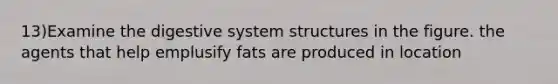 13)Examine the digestive system structures in the figure. the agents that help emplusify fats are produced in location