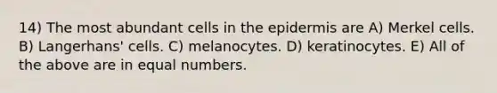 14) The most abundant cells in the epidermis are A) Merkel cells. B) Langerhans' cells. C) melanocytes. D) keratinocytes. E) All of the above are in equal numbers.