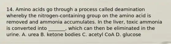 14. Amino acids go through a process called deamination whereby the nitrogen-containing group on the amino acid is removed and ammonia accumulates. In the liver, toxic ammonia is converted into _______, which can then be eliminated in the urine. A. urea B. ketone bodies C. acetyl CoA D. glucose