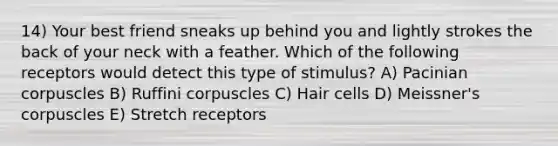 14) Your best friend sneaks up behind you and lightly strokes the back of your neck with a feather. Which of the following receptors would detect this type of stimulus? A) Pacinian corpuscles B) Ruffini corpuscles C) Hair cells D) Meissner's corpuscles E) Stretch receptors