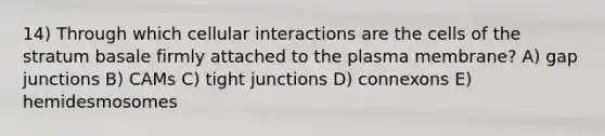 14) Through which cellular interactions are the cells of the stratum basale firmly attached to the plasma membrane? A) gap junctions B) CAMs C) tight junctions D) connexons E) hemidesmosomes