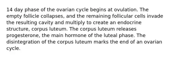 14 day phase of the ovarian cycle begins at ovulation. The empty follicle collapses, and the remaining follicular cells invade the resulting cavity and multiply to create an endocrine structure, corpus luteum. The corpus luteum releases progesterone, the main hormone of the luteal phase. The disintegration of the corpus luteum marks the end of an ovarian cycle.