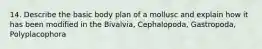 14. Describe the basic body plan of a mollusc and explain how it has been modified in the Bivalvia, Cephalopoda, Gastropoda, Polyplacophora