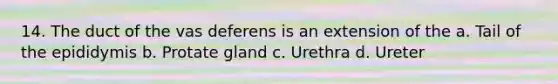 14. The duct of the vas deferens is an extension of the a. Tail of the epididymis b. Protate gland c. Urethra d. Ureter