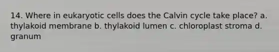 14. Where in <a href='https://www.questionai.com/knowledge/kb526cpm6R-eukaryotic-cells' class='anchor-knowledge'>eukaryotic cells</a> does the Calvin cycle take place? a. thylakoid membrane b. thylakoid lumen c. chloroplast stroma d. granum