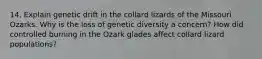 14. Explain genetic drift in the collard lizards of the Missouri Ozarks. Why is the loss of genetic diversity a concern? How did controlled burning in the Ozark glades affect collard lizard populations?