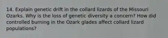 14. Explain genetic drift in the collard lizards of the Missouri Ozarks. Why is the loss of genetic diversity a concern? How did controlled burning in the Ozark glades affect collard lizard populations?